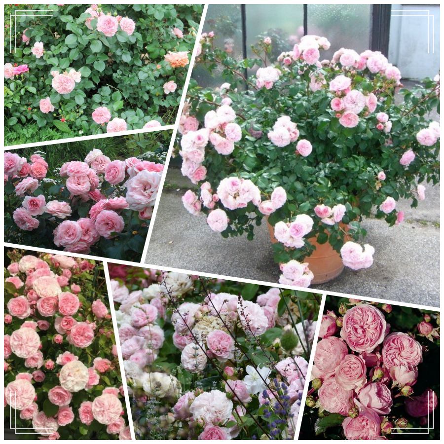 Mariatheressia róża rabatowa